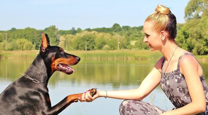 Insured pet (dog) shaking owner's hand